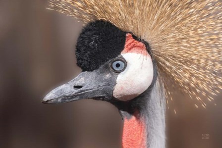 African Crowned Crane by Nathan Larson art print