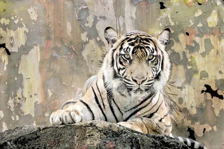 Tiger Love by Kimberly Allen art print