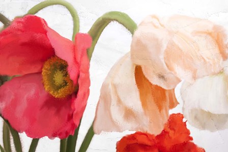 Poppies by Kimberly Allen art print