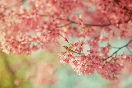 Cheery Cherry Blossoms by Carrie Ann Grippo-Pike art print