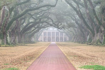 Foggy Oak Alley by Andy Crawford Photography art print