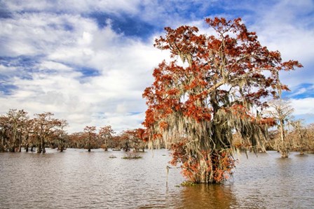Fall in the Swamp by Andy Crawford Photography art print