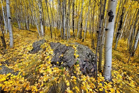 Aspen Carpet by Andy Crawford Photography art print