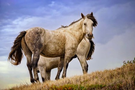 Wild Horses by Rick Berk art print