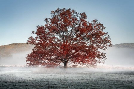 Red Oak in the Mist by Rick Berk art print