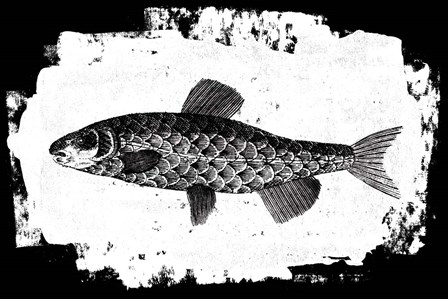 Fish II by Sarah Adams art print