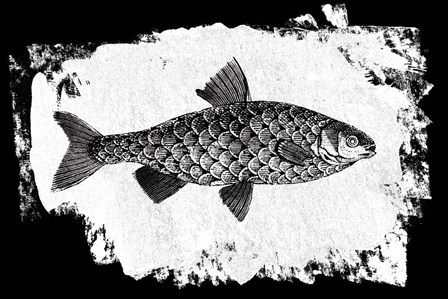 Fish I by Sarah Adams art print