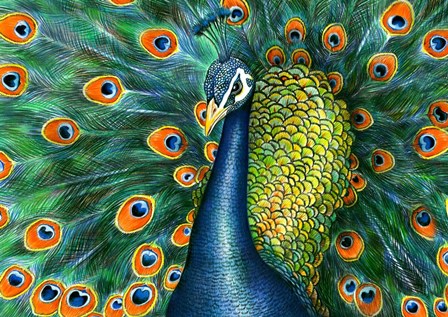 Peacock by Tim Jeffs art print