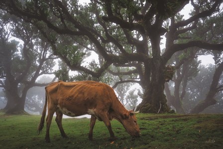 Cow in the Fog by Martin Podt art print