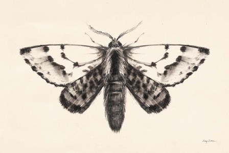 Moth IV by Avery Tillmon art print