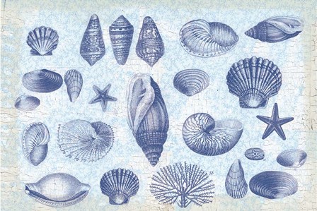 Casual Coastal Shells by Lula Bijoux &amp; Company art print