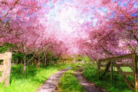 Cherry Blossom Lane by Denise Dundon art print