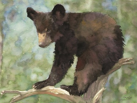 Bear Cub in Tree 2 by Stellar Design Studio art print