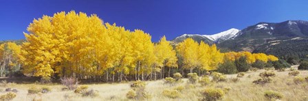 Colorado, Beckwith Mountain, autumn by Panoramic Images art print