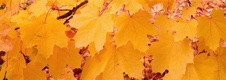 Close-up of Maple Leaves on a tree by Panoramic Images art print