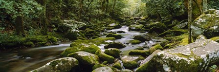 River running through a forest, Tennessee by Panoramic Images art print