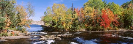 Trees Near A River, Bog River, New York State by Panoramic Images art print