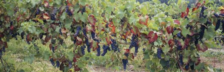 Bunch of grapes in a vineyard, Keuka Lake, Finger Lakes by Panoramic Images art print