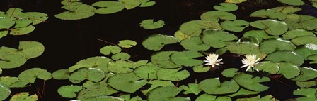 High angle view of Water Lilies by Panoramic Images art print