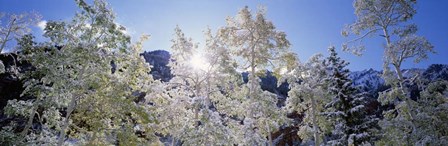 Trees covered with snow, Maroon Bells, Aspen, Colorado by Panoramic Images art print