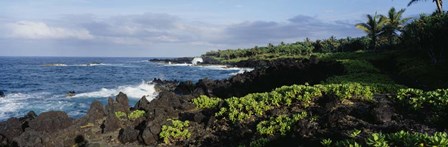 Plants on a rocky landscape, Maui, Hawaii by Panoramic Images art print