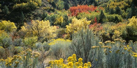Flowers, Utah by Panoramic Images art print
