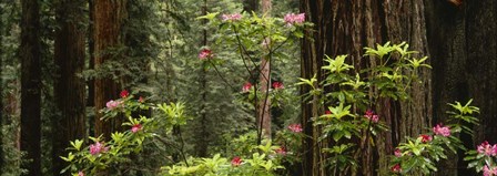 Redwood trees with pink flowers, Redwood National Park by Panoramic Images art print