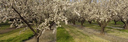 Almond Trees In A Row, Sacramento by Panoramic Images art print