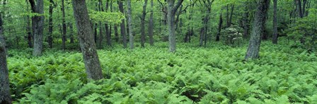Fern Covered Forest Floor Shenandoah National Park by Panoramic Images art print