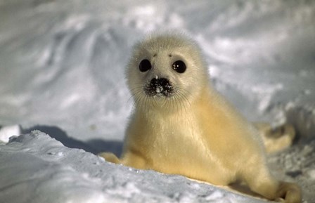Baby Seal by Panoramic Images art print