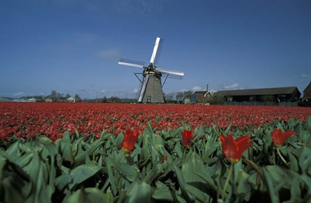 Windmill Amsterdam Netherlands by Panoramic Images art print