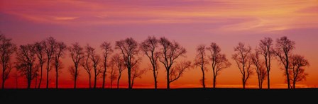 Silhouette of Locus trees in a countryside, Pennsylvania by Panoramic Images art print