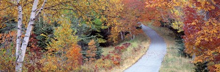 Walking Path Acadia National Park by Panoramic Images art print