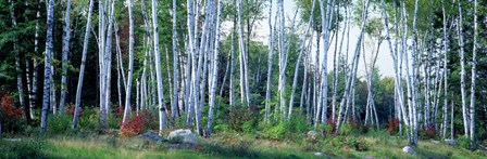 Downy birch trees in a forest, New Hampshire by Panoramic Images art print