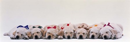 Labrador Puppies Wearing Bows, Sleeping by Panoramic Images art print