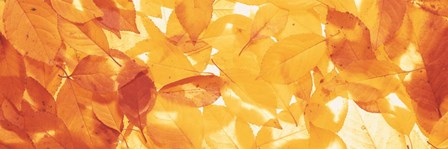 Autumn Leaves by Panoramic Images art print