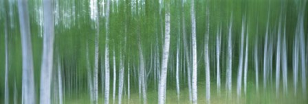 Forest by Panoramic Images art print