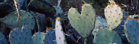 Close-up of Prickly Pear Cacti, Texas by Panoramic Images art print