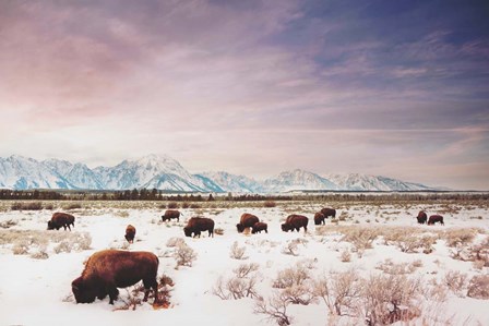 Herds of The Tetons by Annie Bailey Art art print