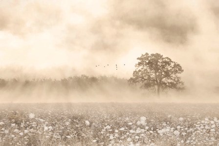 Foggy Wildflower Field by Lori Deiter art print