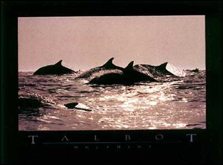 Dolphins by Bob Talbot art print