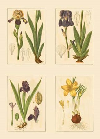 Miniature Botanicals III by Strum flora art print