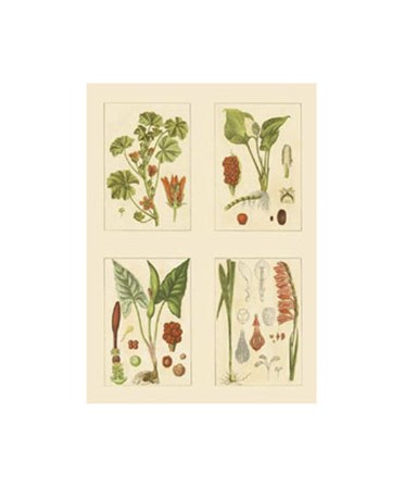 Miniature Botanicals IV by Strum flora art print