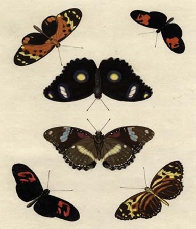 Butterfly Melage I art print