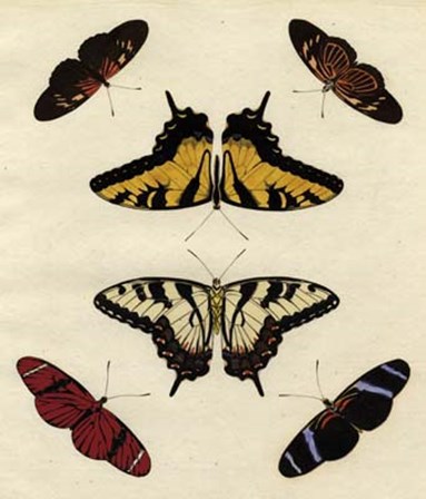 Butterfly Melage II art print