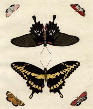 Butterfly Melage III art print