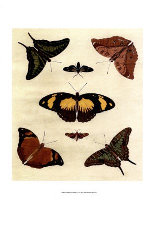 Butterfly Melage IV art print