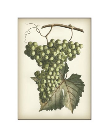 Green Grapes II art print