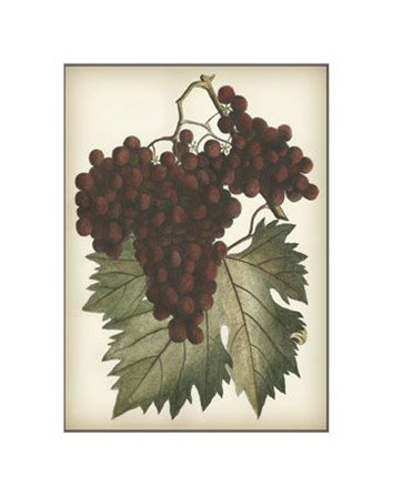 Red Grapes II art print