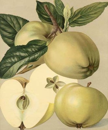 Apple Harvest II art print